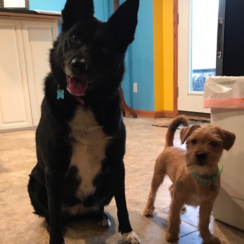 Meet your Posher, Allie